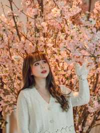 東京｜酒店大堂的櫻花 優雅浪漫🌸