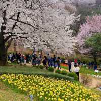 🌸 서울 벚꽃 튤립 명소, 연희 숲속쉼터 🌷