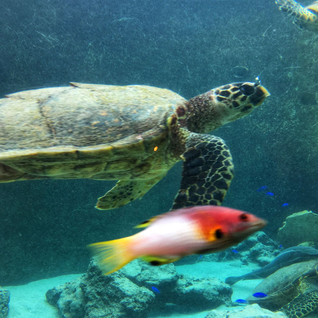 沖縄の美ら海水族館