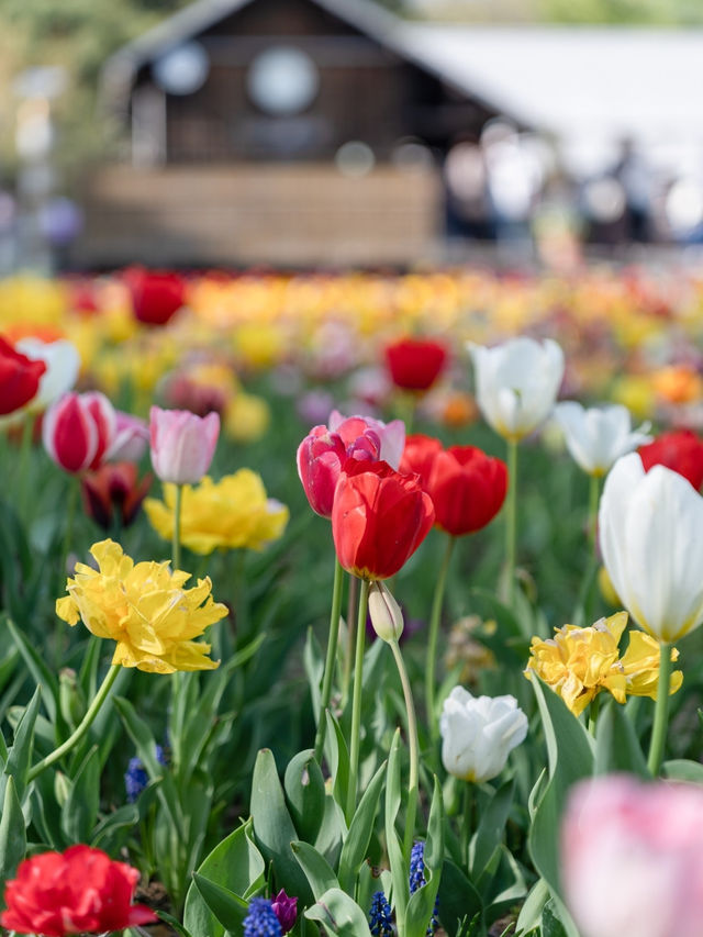 【東京都/立川市】今が見頃！25万株のお花の世界🌷