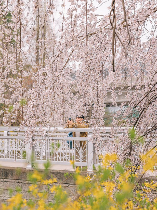 대구 수양벚꽃과 개나리 명소, 욱수골🌸