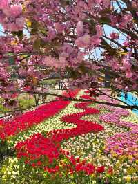 Taean Tulip Festival