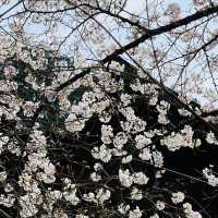 🌸วัดนันโซอินยามซากุระผลิบาน