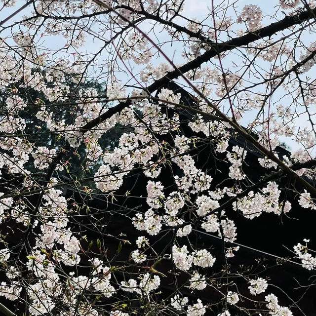 🌸วัดนันโซอินยามซากุระผลิบาน
