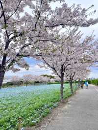  Nemophila Festival งานเทศกาลดอกไม้โอซาก้า
