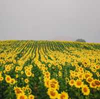 ทุ่งทานตะวันกว่า 100 ไร่สวนดอกไม้ที่ไทยก็สวยนะ