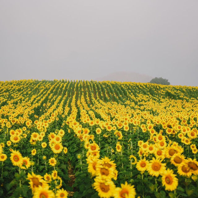 ทุ่งทานตะวันกว่า 100 ไร่สวนดอกไม้ที่ไทยก็สวยนะ