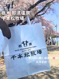 【栃木 那須塩原】約300mの桜並木が綺麗な🌸千本松牧場🌸