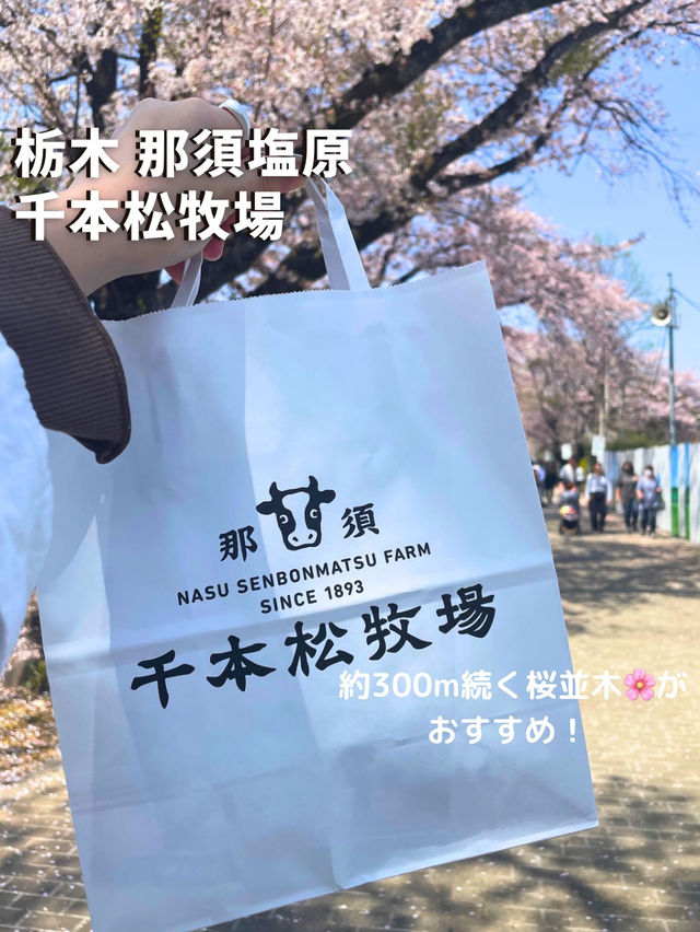 【栃木 那須塩原】約300mの桜並木が綺麗な🌸千本松牧場🌸