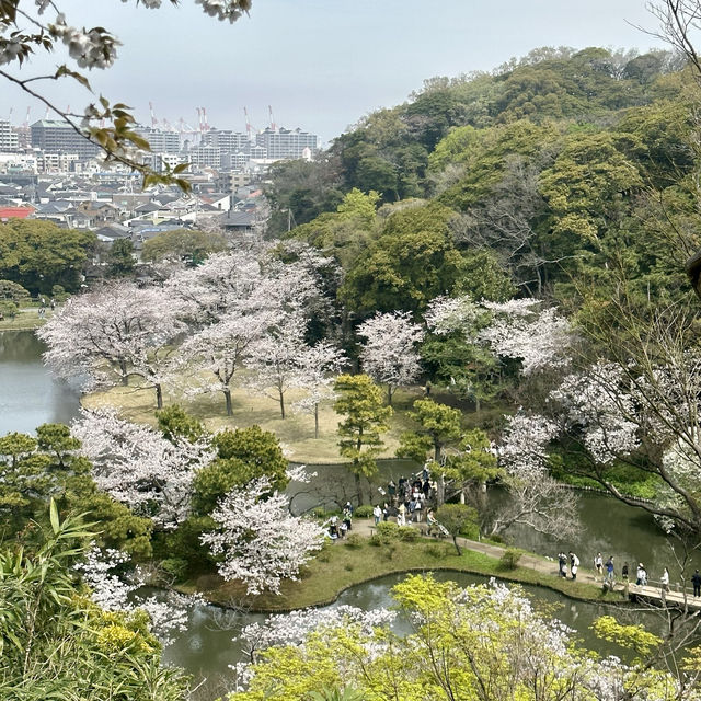橫浜賞櫻名園