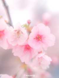 【埼玉】密蔵院に咲く濃いピンクの桜