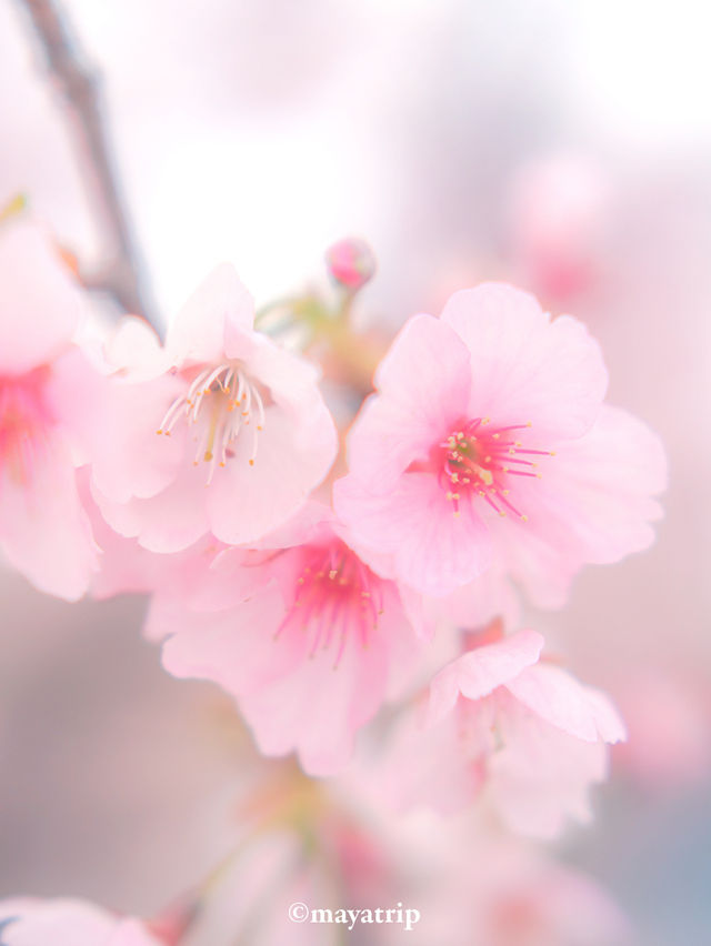 【埼玉】密蔵院に咲く濃いピンクの桜