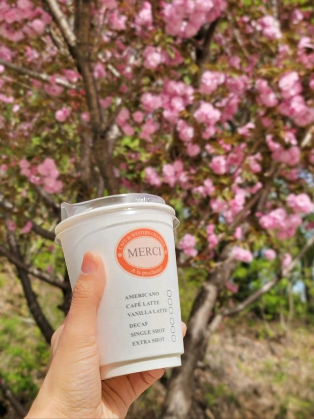 겹벚꽃이 예쁘게 핀 유럽풍카페🌸