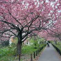 【福岡景點】西南學院大學櫻花盛開，期待明年再賞花
