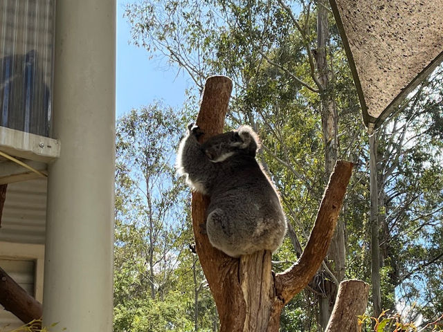 Tidbinbilla Nature Reserve