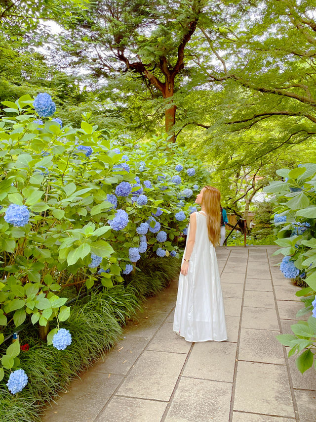 明月院の紫陽花