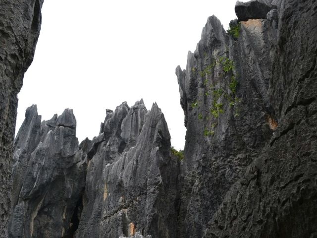 A magnificient stone forest formation, Shi-Lin Stone Forest