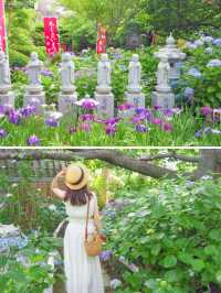 【三重・志摩】今がちょうど見頃！あじさい寺
