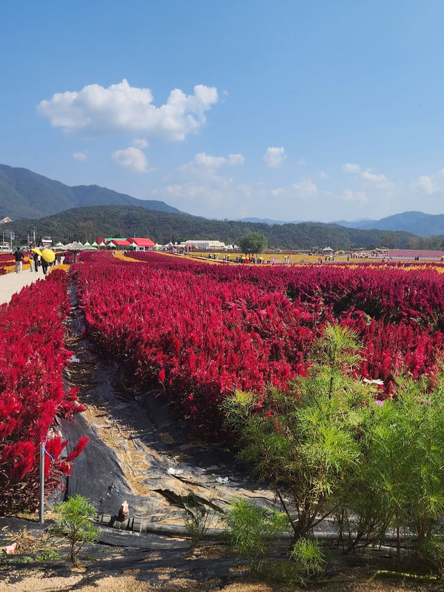 Goseokjeong Flower Garden 