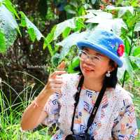 เทศกาลชมผีเสื้อ อุทยานแห่งชาติปางสีดา สระแก้ว
