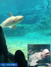 雨の日も暑い日もOK 水族館でひんやり過ごそう