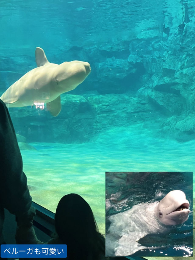 雨の日も暑い日もOK 水族館でひんやり過ごそう