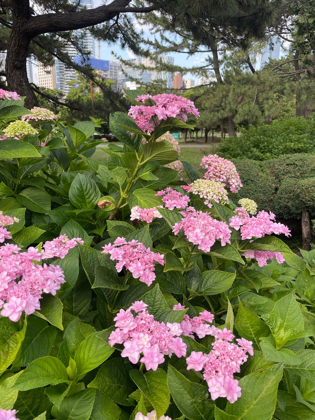 💙🩷해운대 송림공원 개화율 꼭 보세요🩷💙