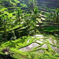 Exploring the Tranquil Charms of Ubud, Bali