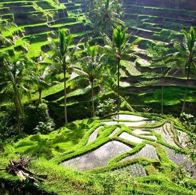 Exploring the Tranquil Charms of Ubud, Bali Exploring the Tranquil Charms of Ubud, Bali