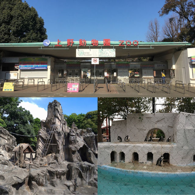 「東京上野動物園：古老動物園，適合家庭遊覽和學校教育」