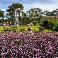 Pet Lover's Paradise: Puppy Farm Da Lat