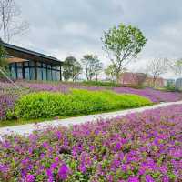 【紫藤園】夢幻紫色花海，身心愉悅