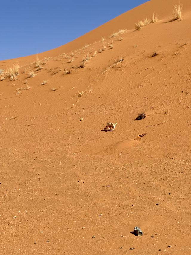 🏜️ Experience the Thrill of Quad Biking in the Merzouga Desert 🏍️