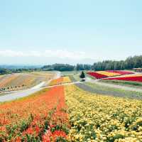 これが500円！？四季によって色が変わるお花畑🌷