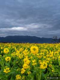 12000本咲き乱れる菜の花畑✨いまが見頃！滋賀県の絶景スポット「第1なぎさ公園　菜の花畑」