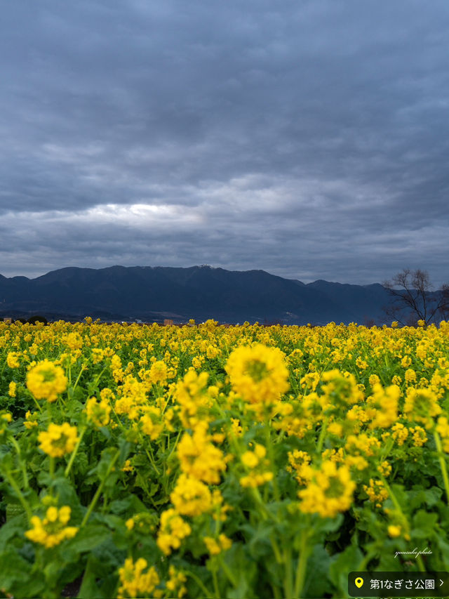 12000本咲き乱れる菜の花畑✨いまが見頃！滋賀県の絶景スポット「第1なぎさ公園　菜の花畑」