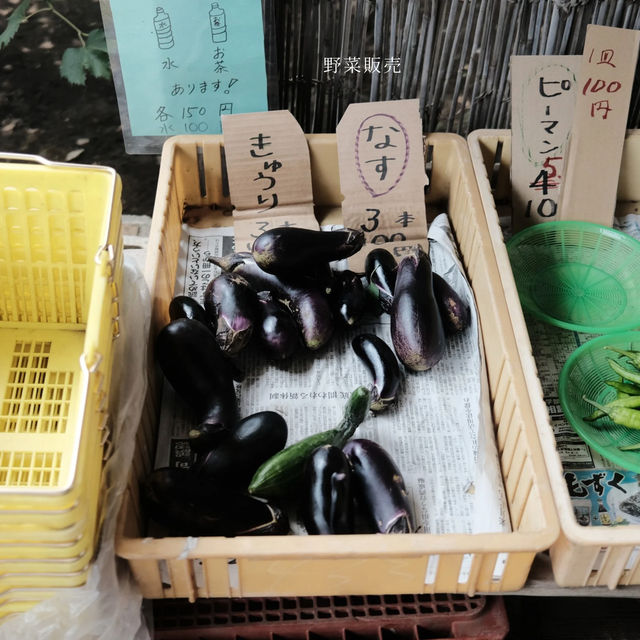 【埼玉】所沢で人気のぶどう狩りスポット🍇「所沢ぶどう園」