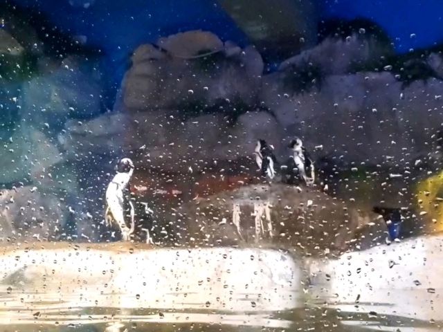 부산 여행 필수코스! : 🐠씨라이프부산아쿠아리움