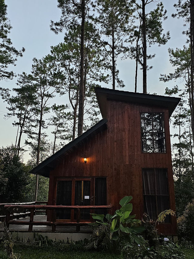 📍สวนป่าดอยบ่อหลวง จ.เชียงใหม่