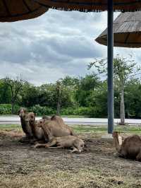 สวนสัตว์เปิด…🦏 เพลิดเพลินทั้งคนและสัตว์ 🦓