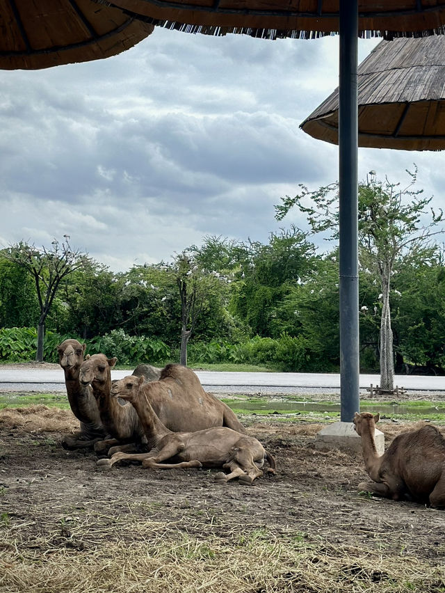 สวนสัตว์เปิด…🦏 เพลิดเพลินทั้งคนและสัตว์ 🦓