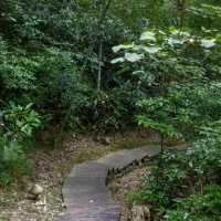 ～陽台山森林公園～自然的奇妙～