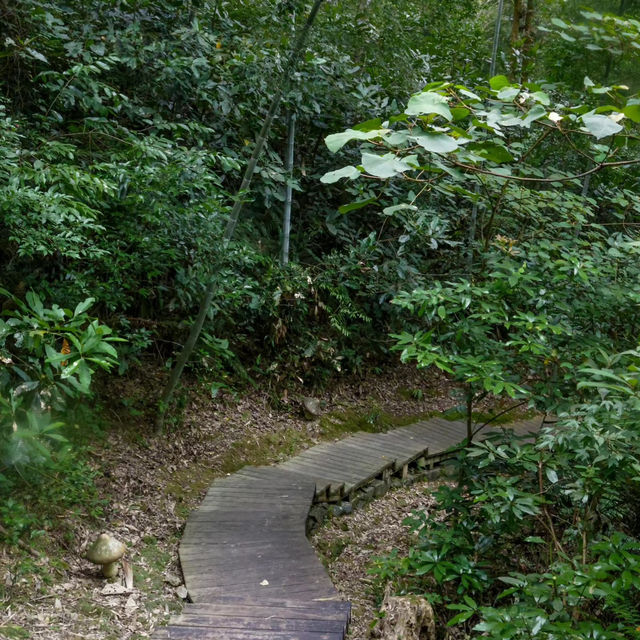 ～陽台山森林公園～自然的奇妙～