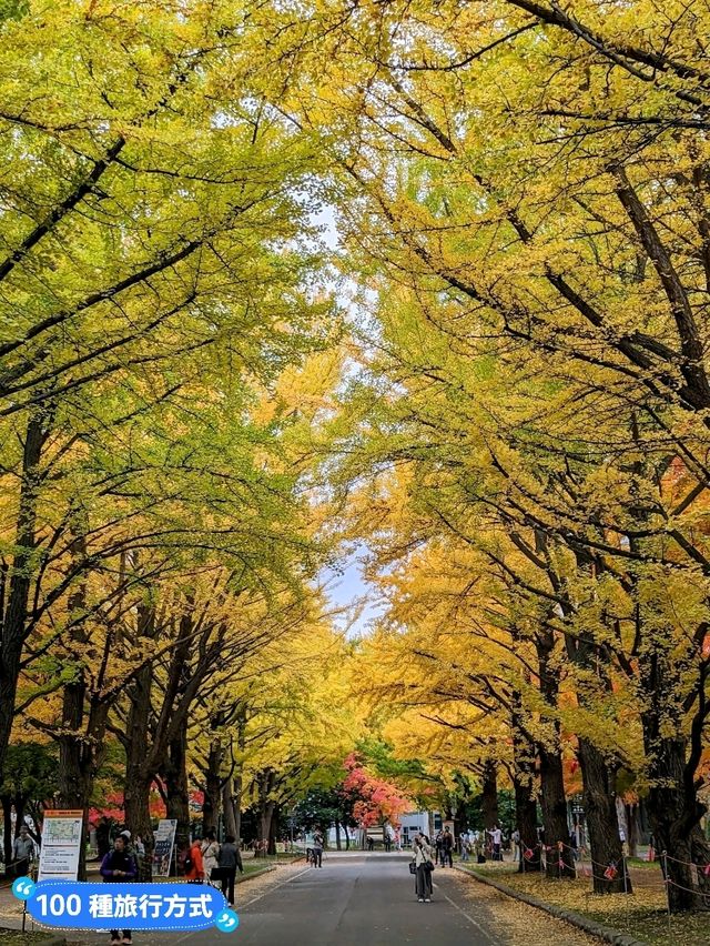 賞銀杏最佳景點：北海道大學銀杏併木大道