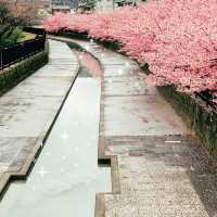 ～淀の河津櫻～