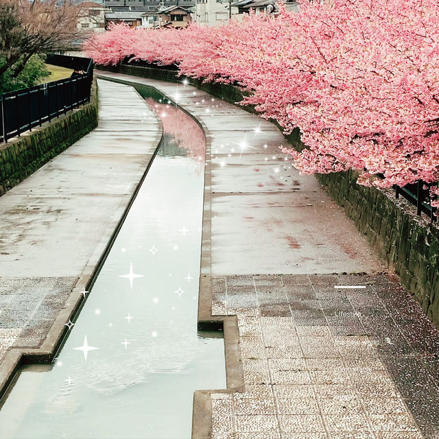 ～淀の河津櫻～