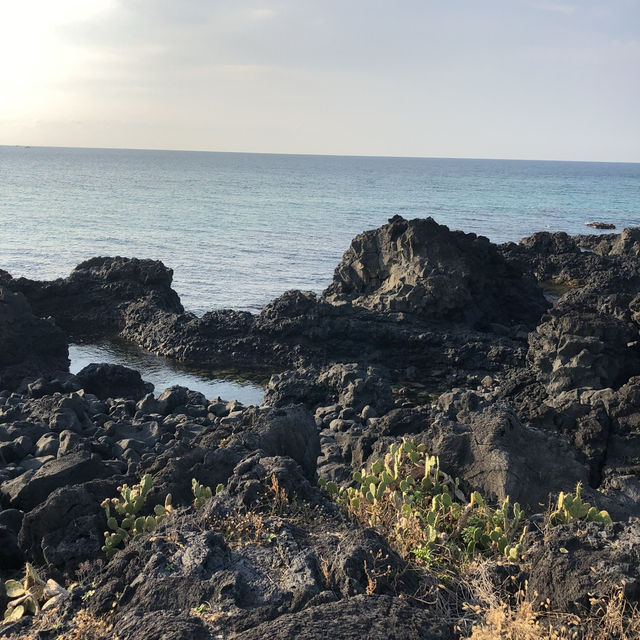 Cactus and Coast: Scenic Walks at Wollyeong-ri 🇰🇷