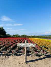 【北海道:富良野】一生に一度は行ってほしい夏の富良野観光！