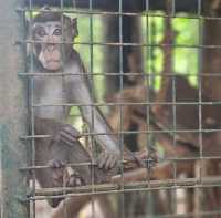 Zoobic Safari - The Jungle Outta City.