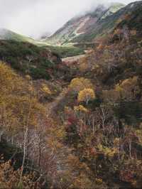 【おすすめ紅葉スポット】北海道の美瑛